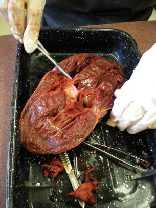 This is a photo of a cow’s heart in a dissecting tray. The heart is cut in half, exposing the ventricles and atria.