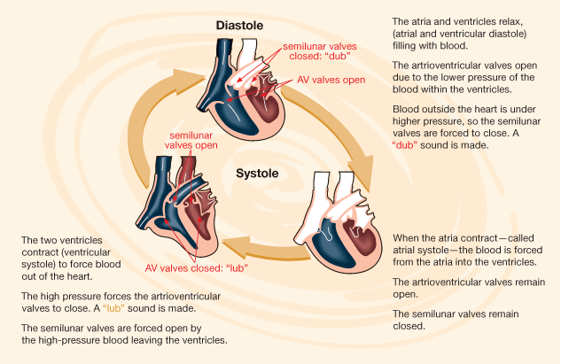 Diastolic and systolic pressure are explained.