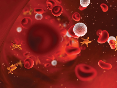 This photo of streaming blood contains red blood cells which are flattened discs. There are also white blood cells which are spherical with rough surfaces. Platelets appear to have tentacles emerging from the surface.