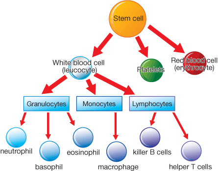 The differentiation of blood cells is illustrated in this diagram.