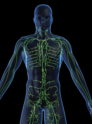 This photo is of the lymphatic vessels and nodes that run throughout the entire body.