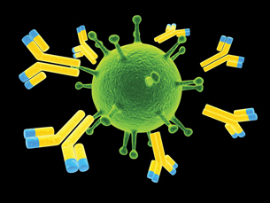 This is an image of Y-shaped antibodies attacking a virus.