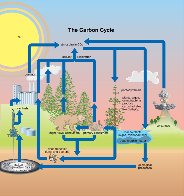 This schematic drawing illustrates all of the components in the biosphere that contribute to the carbon cycle.
