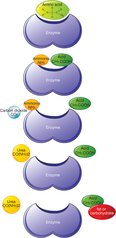 A liver enzyme binds with an amino acid. NH3 (ammonia) and an acid are formed. Ammonia immediately combines with carbon dioxide to produce urea CO(NH2)2. The acid combines with other molecules to form a fat or a carbohydrate.