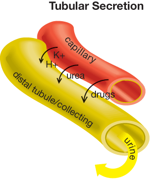 In this graphic, a horizontal tube representing a capillary is above a tube representing distal tubules/collecting ducts. Arrows pointing from the capillary to the distal tubule/collecting ducts indicate the movement of hydrogen ions, urea, potassium ions, and drugs from the blood to the tubules. A yellow arrow from the distal tubule/collecting duct points downward and is labelled urine.