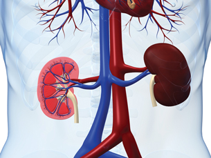 This is a graphic of the kidneys.
