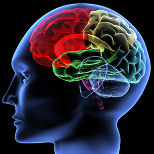 A computer rendering shows the structure and position of the brain inside a person’s head.