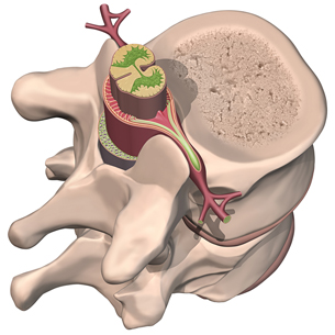 This illustration shows the position of the spinal cord in the backbone. 