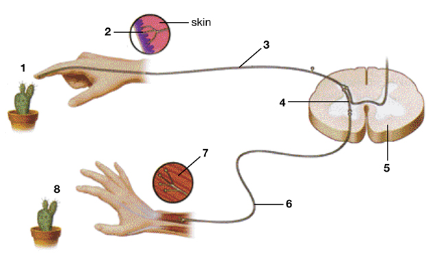 This handout is an illustration of a typical reflex arc.