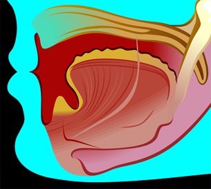 Many chemoreceptors in the mouth allow us to taste food.