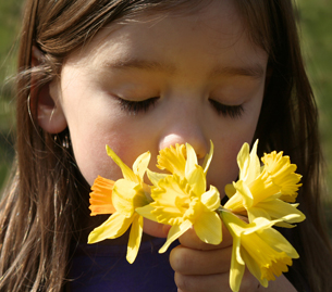 This photograph shows a young girl smelling a bunch of yellow daffodils.
