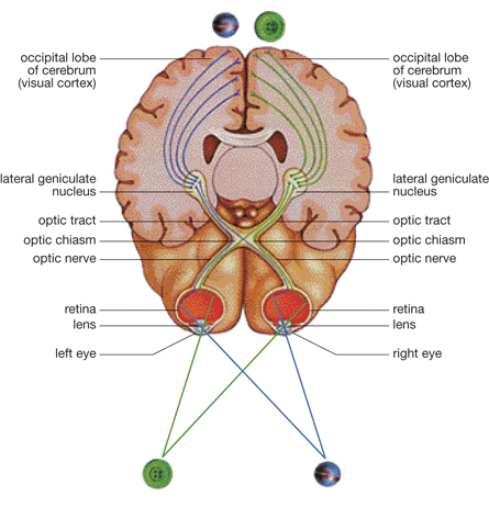 A diagram of the eyes, optic nerves, and parts of the human brain involved in sight is shown. Evident in the diagram is the optic chiasm, where the optic nerves from each eye meet, and information from the right eye is transferred to the left half of the brain, and information from the left eye is transferred to the right half of the brain. The components in the brain that form structures involved in the transfer of information from the chiasm are the optic tract and the lateral geniculate nucleus. The nerves from the geniculate nucleus terminate in the occipital lobe of the cerebrum (also called the visual cortex).