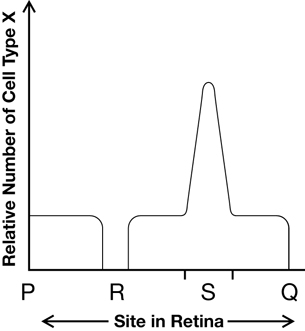 A graph is shown. The horizontal axis is titled “Site in Retina,” the vertical axis is titled “Relative Number of Cell Type X.” Along the horizontal axis, positions in the diagram above are indicated. At each position, the height corresponding to the relative number of cells will be given: position P  height of line is one-quarter of the way up the vertical axis; position R  line is along the horizontal axis; immediately after position R, height of line is one-quarter of the way up the vertical axis; position S height of line is three-quarters of the way up the vertical axis; position Q height of line is one-quarter of the way up the vertical axis.