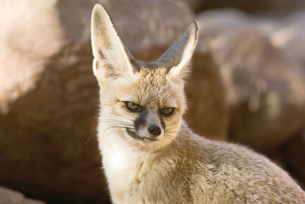 Fennec fox with very large ears (pinnae).