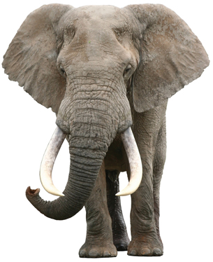 A photograph of an elephant. The large outer parts of the elephant’s ears are extended away from its body.