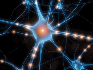 A diagram shows many nerve cells with their axons extending in all directions.