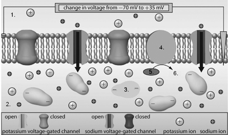 A diagram is titled “Depolarization of the Neuron.” A cross-section of the cell membrane is shown. Spanning the width of the membrane are five structures. Two structures are potassium voltage-gated channels, and two structures are sodium voltage-gated channels. The sodium voltage-gated channels are opened, allowing small positively charged ions to flow through the channel into the cell. The area outside the cell membrane is labelled 1. The area inside the cell membrane is labelled 2. Structure 3 is globular materials located on the inside of the cell. Each of these globular-shaped objects has a negative charge. Structure 4 is a circular membrane spanning structure. On its lower surface are ovals labelled 5 and 6. Between the ovals is an arrow. The diagram indicates that the substance labelled as 5 is converted into another substance labelled 6 by the process of depolarization.