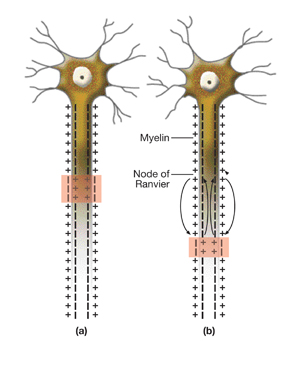 An illustration shows two nerve cell side-by-side. Along the axon of the nerve cells are positive and negative signs to indicate the repolarized nerve cell. Small regions along the neurons are shaded pink, where the positive and negative signs are reversed, indicating depolarization. The position of the shaded area in the second neuron is one-quarter of the way along the length of the axon from the position in the other neuron. The large jump indicates the positions of nodes of Ranvier along the length of the neuron which increase the speed of depolarization.