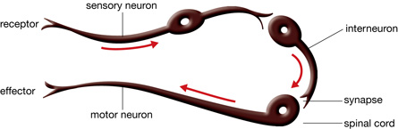A diagram shows three neurons in association. A sensory neuron is located between a receptor and an interneuron. The axon of the interneuron extends to a motor neuron, and the motor neuron extends toward an effector. Between each of these structures is a gap labelled as the synapse. The synapse is the connection between components of the nervous system.