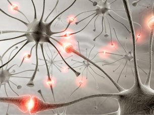 An illustration of many nerves with the synapses highlighted.