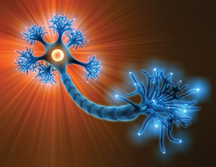 An illustration of a nerve cell with the ends of the cell highlighted. These correspond with the presynaptic membrane at the end of the axon and the post synaptic membrane at the other end of the neuron.