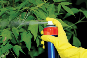 A photograph shows a hand with a protective glove spraying an aerosol product from a can onto the leaves of a plant.