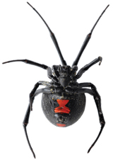 A photograph of a black widow spider.
