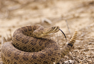 A photograph of a coiled rattlesnake.