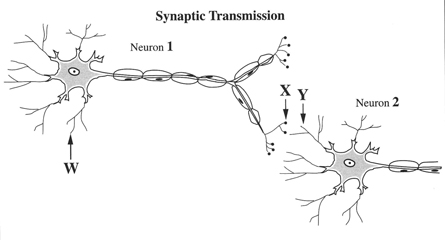 Two neurons, labelled 1 and 2, are shown. Each neuron has fine branches that extend from a large central mass that contains a small oval structure. From the central mass a long extension radiates toward the right. This long extension divides into two branches, and at the ends of each branch are many short fine branches each ending with a dark circle. Along the length of the long extensions are oval shapes, each with a dark circular object. The end of neuron 1 is beside the end of neuron 2. One of the fine branches connected to the large central mass of neuron 1 is labelled W. One of the dark circles at the end of the find branches of neuron 1 is labelled X. One of the fine branches connected to the large central mass of neuron 2 is labelled Y.