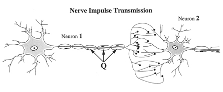 Two neurons, labelled 1 and 2, are shown. Each neuron has fine branches that extend from a large central mass that contains a small oval structure. From the central mass, a long extension radiates toward the right.  This long extension divides into many short fine branches each ending with a dark circle. Along the length of the long extensions are oval shapes labelled Q, each with a dark circular object. The end of neuron 1 is beside the end of neuron 2. 