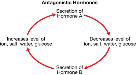 This illustration shows the opposite actions of Hormone A and B. Hormone A causes a decrease in levels of ion, salt, water, glucose while Hormone B increases the levels of the same substances.