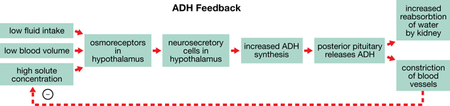 The feedback loop illustrates how low fluid intake, low blood volume, and high solute concentration stimulate osmoreceptors in the hypothalamus, causing neurosecretory cells to increase the secretion of ADH.  The posterior pituitary then releases the ADH, which targets the kidney, resulting in reabsorption of water and constriction of blood vessels.