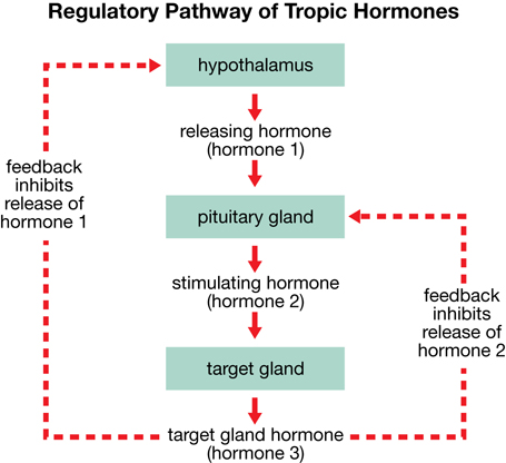 The feedback loop illustrates the regulatory pathway of tropic hormones secreted by the hypothalamus, targeting the pituitary and causing the secretion of stimulating hormone. The stimulating hormone then affects its target gland, which responds by secreting the third hormone in the process. The third hormone can inhibit the release of hormone 1 from the hypothalamus, or it can inhibit the release of hormone 2 from the pituitary gland.