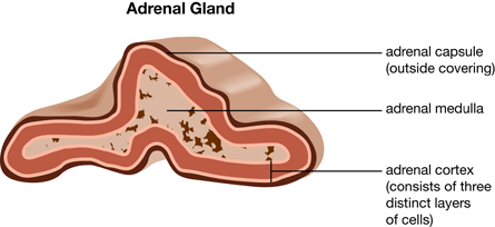 The adrenal cortex is made up several layers of cells each of which secretes different hormones and the adrenal medulla is made of modified nerve cells that can synthesize hormones.