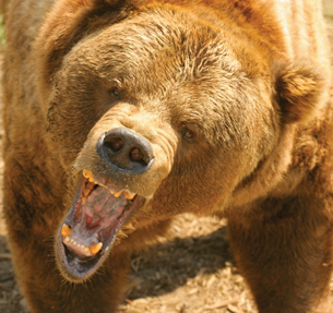 If you encountered the grizzly bear in this photo, hormones from the adrenal medulla would allow you to perform beyond your normal ability.