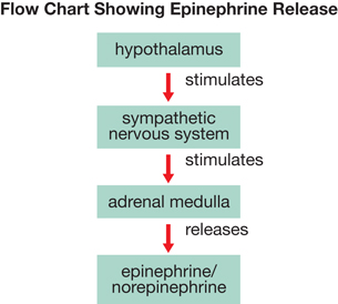 A diagram titled “Flow Chart Showing Epinephrine Release” is shown. Four boxes are connected by downward arrows. The upper box contains the word “hypothalamus,” and the arrow from the first box is labelled “stimulates.” The second box contains the words “sympathetic nervous system,” and the arrow from the second box is labelled “stimulates.” The third box contains the words “adrenal medulla,” and the arrow form the third box is labelled “releases.”  The fourth box contains the words “epinephrine/norepinephrine.”