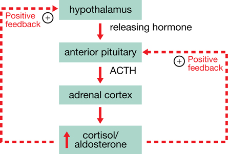 A flow chart containing four vertically organized boxes is shown.  Downward arrows connect the boxes. The upper most box is titled “hypothalamus,” and the arrow from this box is labelled “releasing hormone.” The second box is titled “anterior pituitary,” and the arrow form this box is labelled “ACTH.” The third box is titled “adrenal cortex.” The fourth fox is titled “cortisol/aldosterone.” Within the fourth box is an upward arrow. Two additional arrows extend from the fourth box. One is to the first box, and the other is to the second box. Both of these additional arrows are labelled “positive feedback.” 