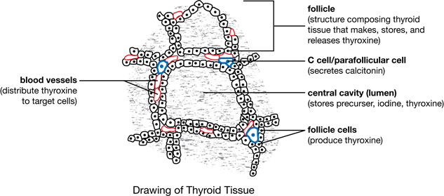 This image is of a micrograph of thyroid tissue showing the primary structures.
