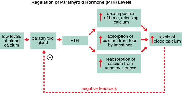Low levels of calcium in the blood stimulate the parathyroid glands to secrete PTH. PTH results in the increased release of calcium from bones, increased absorption of calcium from food, and increased reabsorption of calcium from urine by the kidneys. All of these responses result in increased levels of calcium in the blood.