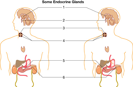 This illustration shows the major glands of the endocrine system.
