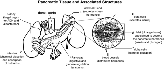 The pancreas is shown in relation to its closest neighbouring organs, and a section of the pancreas is magnified to show one islet and its composition.