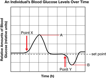 This graph shows an individual’s blood glucose levels over time.