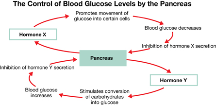 The feedback diagram for the control of BSL by the pancreas shows the release of hormone X by the pancreas results in the movement of glucose into certain cells, resulting in the decrease of BSL and the inhibition of hormone X. It also illustrates the pancreas secreting hormone Y, which stimulates the breakdown of carbohydrates to simple glucose. This leads to the increase in BSL and the inhibition of hormone Y secretion.