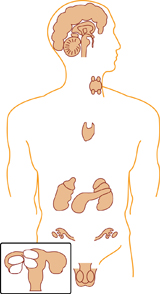 The diagram illustrates the location of the major glands of the endocrine system in the human body. The endocrine system communicates with the nervous system to maintain homeostasis.