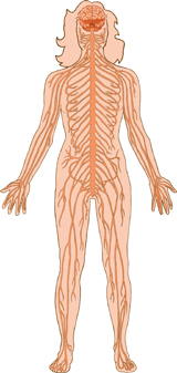 The diagram illustrates the major divisions of the nervous system in the human body, The nervous system communicates with the endocrine system to maintain homeostasis.