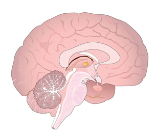 The diagram of the brain illustrates how the nervous system and the endocrine system are connected through the hypothalamus of the brain and the pituitary gland of the endocrine system.