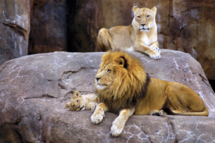This photograph shows a male lion, a female lion, and a cub resting on a large grey rock.