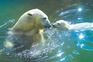 This photograph shows a mother polar bear and its cub swimming in water. They are touching noses.