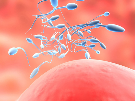 This image depicts a multiple number of sperm coming to the top of an egg.