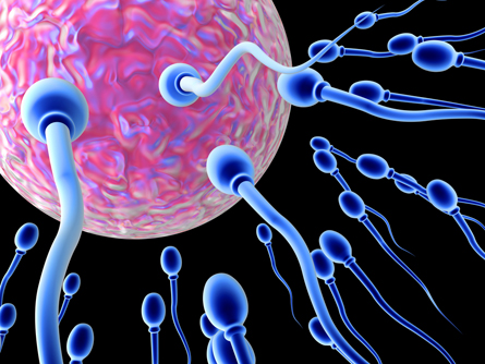 This photo shows a  magnified egg surrounded by numerous sperm attempting to fertilize the egg.